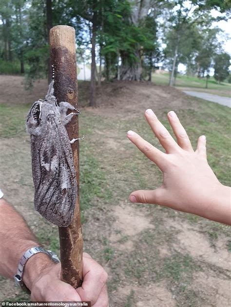 Giant Wood Moth Found In Camp Mountain Brisbane Daily Mail Online