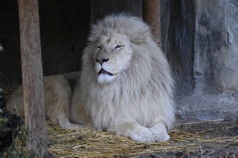 Top Imagen De Donde Son Los Leones Blancos Abzlocal Mx