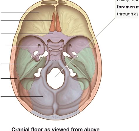 The Cranial Floor Diagram Quizlet