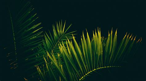 Palm Leaves Desktop Wallpapers Top Free Palm Leaves Desktop