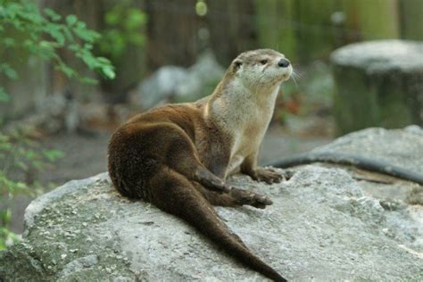 Otter On Rock - Desi Comments