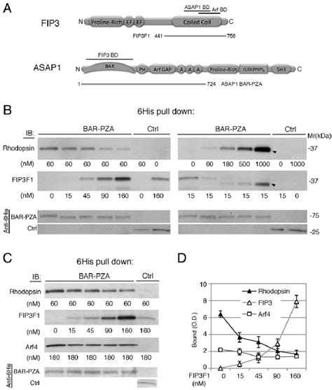 ASAP1 Binds To Rhodopsin And FIP3 In A Mutually Exclusive Manner A