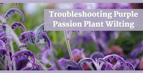 Troubleshooting Purple Passion Plant Wilting