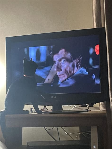 My Cat Is Really Into Scream 2 Lol She Never Sits Up There But This