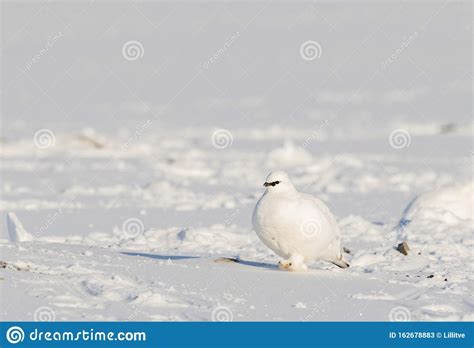 Svalbard Rock Ptarmigan Lagopus Muta Hyperborea Uccello Con