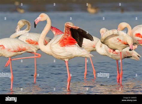 Greater Flamingoes Phoenicopterus Roseus Stock Photo Alamy