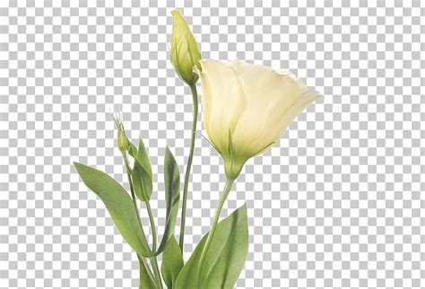 Cut Flowers Prairie Gentian Plant Stem Bud Png Clipart Alismatales