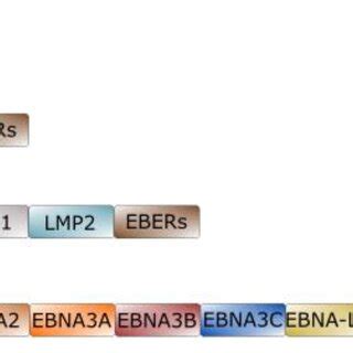 PDF EBV And Lymphomagenesis