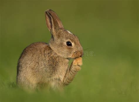 Cuniculus Selvatico Di Oryctolagus Del Coniglio Europeo Juveni