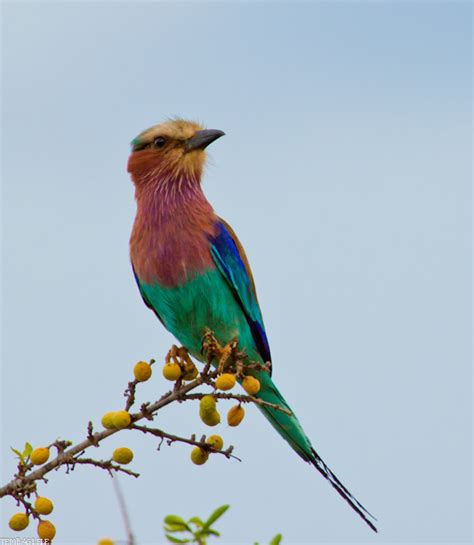 Quelques Oiseaux Du Kenya Animaux