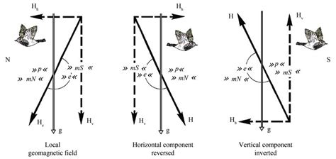 Schematic Section Through The Geomagnetic Field From The West To Download Scientific Diagram