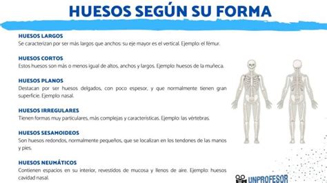 Tipos De Huesos Según Su Forma Resumen Ejemplos