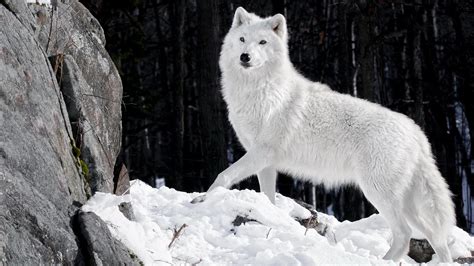 🔥 [45+] Live Wolf Wallpapers | WallpaperSafari