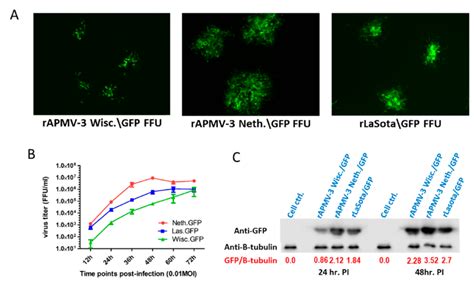 Characterization Of Rlasota Gfp Rapmv Wisc Gfp And Rapmv