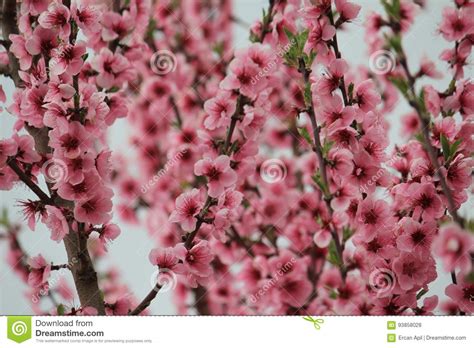 Rote Blumen Stock Photo Image Of Winter Flower Schnee 93858028