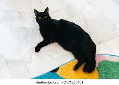 Thousand Small Black Pussy Royalty Free Images Stock Photos Pictures Shutterstock