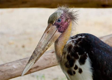 15 Ugly Facts About Africa S Marabou Stork Leptoptilos Crumeniferus