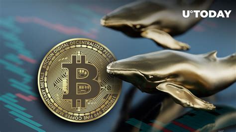 Bitcoin BTC Whales Just Drove 240 Million Away From Exchanges