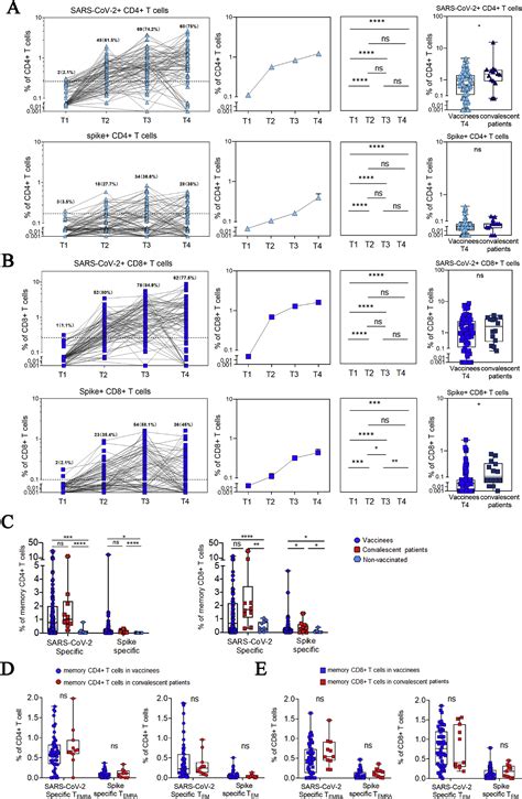 Dynamic Sars Cov Specific B Cell And T Cell Responses Following