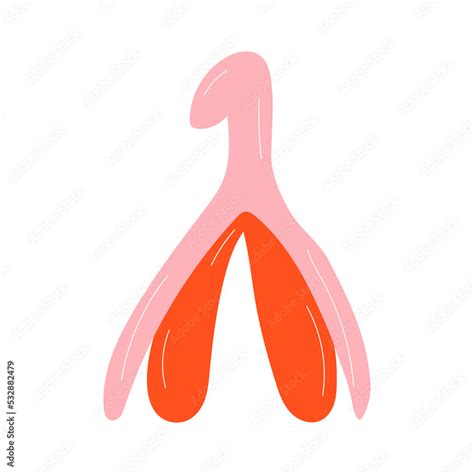 Reproductive System Of The Clitoris Clitoral Glans Feminism Theme And