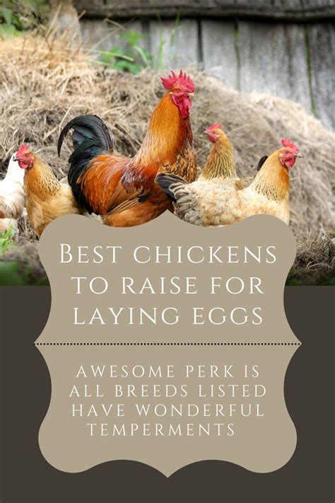 Best Chickens To Raise For Laying Eggs Laying Chickens Breeds Beginner Backyard Chickens