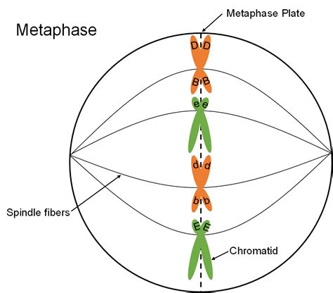 Metaphase Spindle Fibers