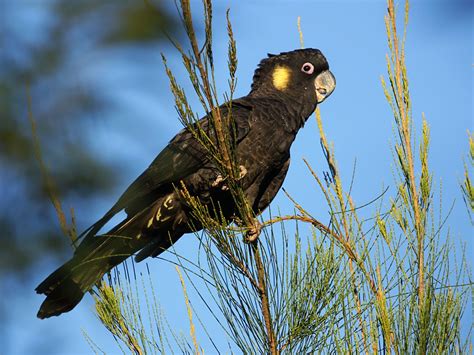Желтоухий траурный какаду (лат. Calyptorhynchus funereus)
