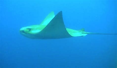 Goldenpacific Cownose Ray Project Noah