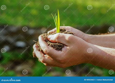 Manos Femeninas Que Sostienen El Suelo Y La Planta Primer A Imagen De