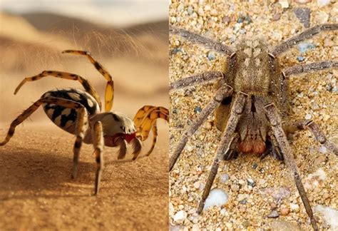 As Aranhas mais Perigosas do Mundo Veja quais são elas e onde são