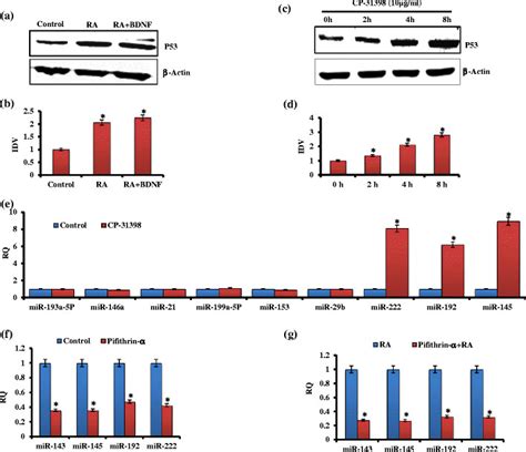 Differentiation Of Sh Sy Y Cells Induced P Levels Which Mediates