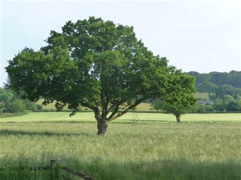 Mid Devon Grassy Field Tree Lewis Clarke Geograph Britain And