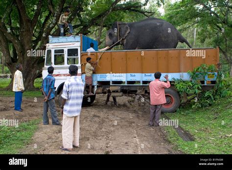 Elephant Lorry Truck Transport Banque De Photographies Et Dimages