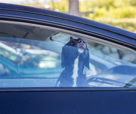 Cagnolino Chiuso In Auto Sotto Il Sole Salvato Dai Carabinieri Donna