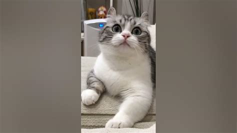 Cute Komaru Cat #cute #cutecat #komaru #cuteanimals #cutecats - YouTube
