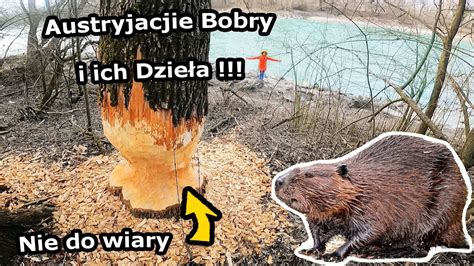 Malownicza Austria i Żeremie Bobrów Przekraczamy Granicę Austria