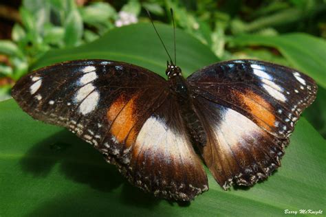 Butterfly #25 - Hypolimnas bolina.Female. by baz35 on DeviantArt