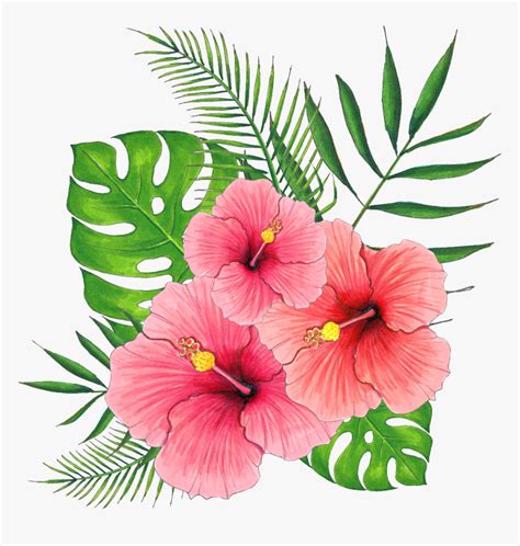 Hand Painted Summer Hibiscus Flower Png Transparent Hibiscus Flower