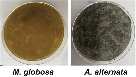 Cell Press Star Protocols