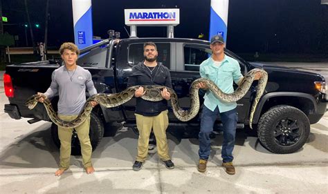 See the giant 17-foot python that amateur snake hunters caught in ...