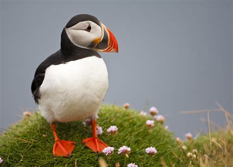 Atlantic Puffin Birdnote