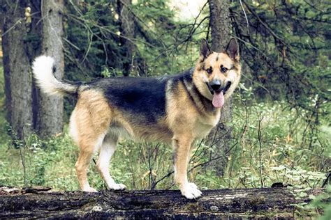 Alaskan Malamute Mix German Shepherd A Captivating Crossbreed