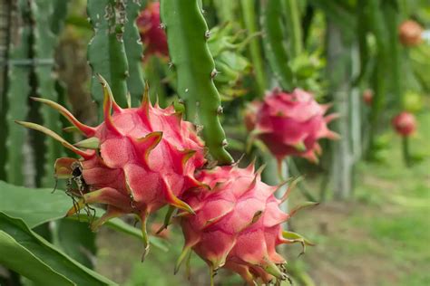 How To Grow Dragon Fruit Plant Instructions