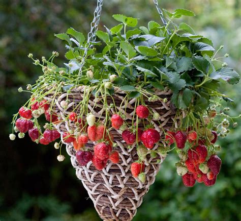 Quando Piantare Le Fragole In Vaso La Mini Guida Per Un Balcone Alla