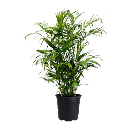 Bamboo Palm - Plant Jungle