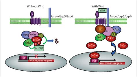 Figure 4 From Wnt4 And Sex Development Semantic Scholar