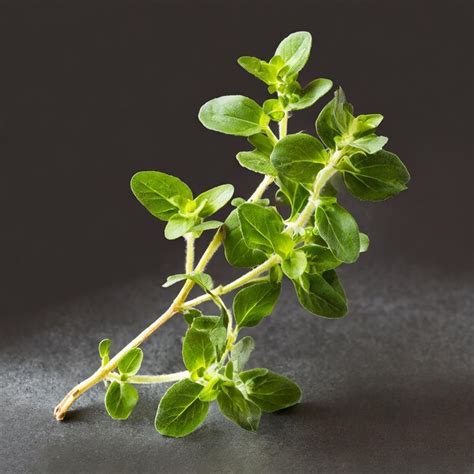 Premium Photo Oregano Or Marjoram Leaves Isolated On White Background