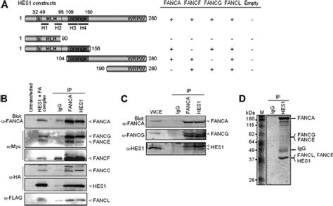 Fa Proteins Interact With Hes1 A Yeast 2 Hybrid Assay With Hes1 And