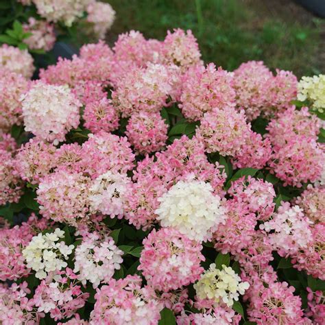 Hydrangea Firelight Tidbit - Panicle Hydrangea - Sugar Creek Gardens