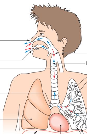 Diagramme De Anatomie Appareil Respiratoire Quizlet